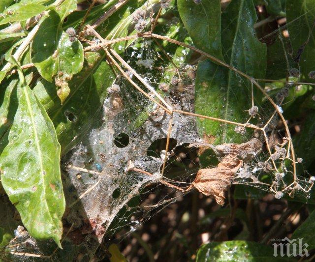 Мор на Братската могила: Пеперуда яде дървета и храсти
