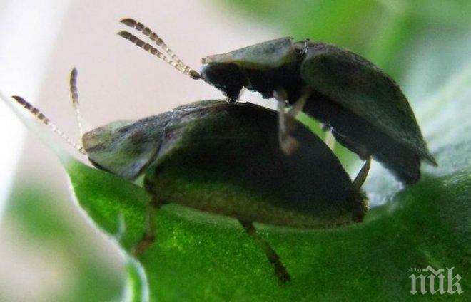 Мъжки буболечки с гигантски полови органи крият тайната срещу безплодието при хората (СНИМКА)