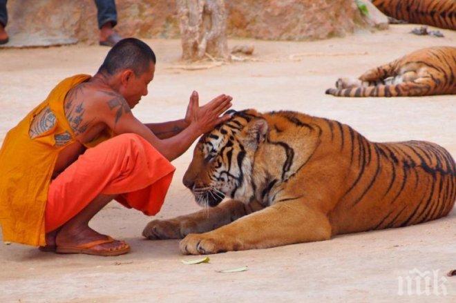В Китай създават резерват за тигри и леопарди