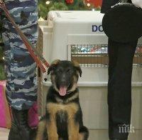 Домашен любимец извървял 400 километра, за да се прибере в къщи