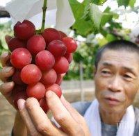 РЕКОРД! Плащаш $ 11 хил., получаваш 30 зърна грозде