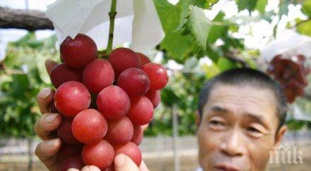 рекорд плащаш хил получаваш зърна грозде