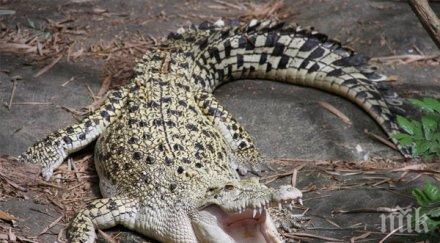 честват години крокодилско присъствие хонконг