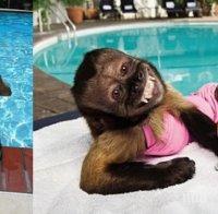 52 снимки на животни, които със сигурност прекарват лятото по-добре от теб! Уникални са!