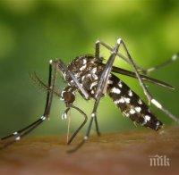 Кои комари са най-страшни за нас и какви болести ни носят?