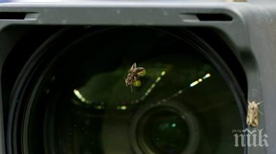 мистерия насекоми нападнаха футболистите стад дьо франс снимки