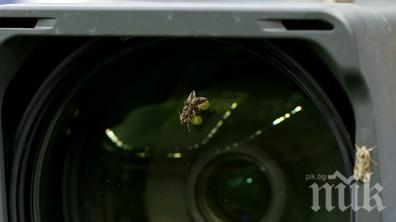 МИСТЕРИЯ! Насекоми нападнаха футболистите на Стад дьо Франс (снимки)