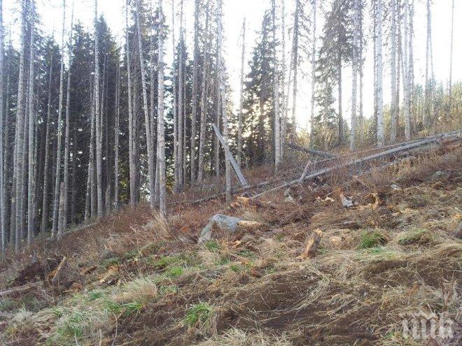 Индийски щат засажда 50 млн. дървета за един ден