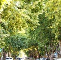 Ново кръгово кръстовище в Благоевград затри 18 чинара 