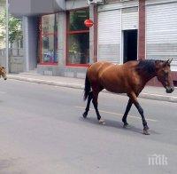 Столица за пример! Коне препускат на воля по оживен булевард в европейска София (СНИМКИ)
