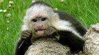 Бразилски маймуни ползват сечива за трошене на кашу от 700 години 