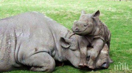 редки индийски носорози мишена бракониерите азия