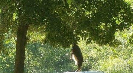 кози атакуват паркирани коли плажуващи