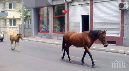 столица пример коне препускат воля оживен булевард европейска софия снимки