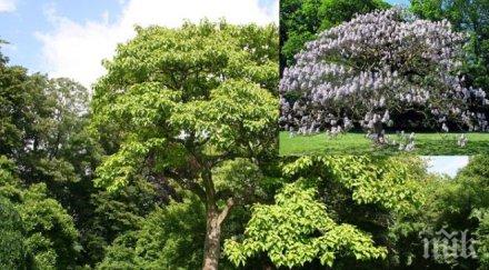 пик пауловния дървото бъдещето расте около варна балчик