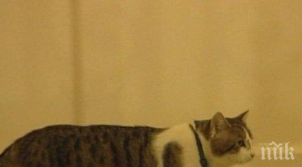 каква съдбата котарака лари даунинг стрийт