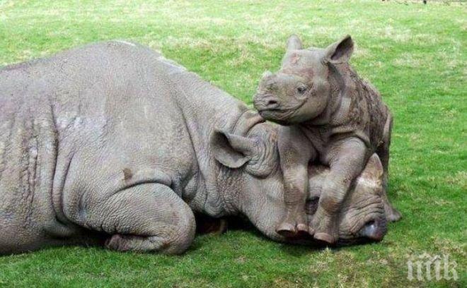 Редки индийски носорози са мишена на бракониерите в Азия