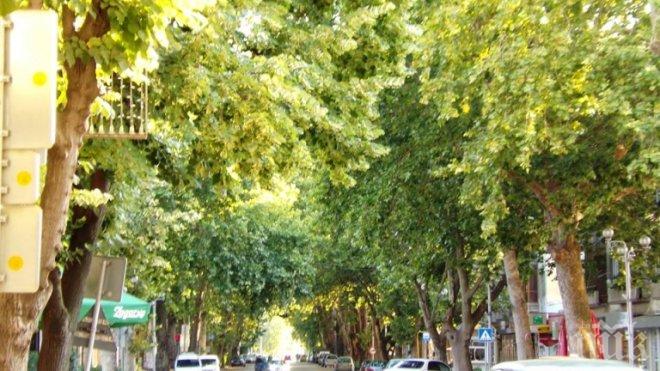 Ново кръгово кръстовище в Благоевград затри 18 чинара 