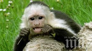 Бразилски маймуни ползват сечива за трошене на кашу от 700 години 