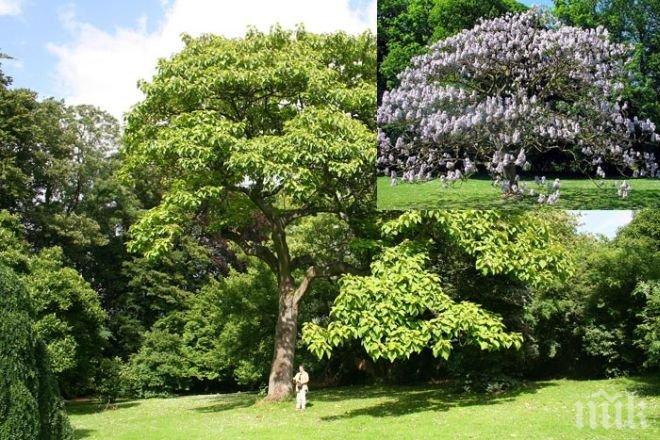 ПИК TV: Пауловния - Дървото на Бъдещето  расте около Варна и Балчик