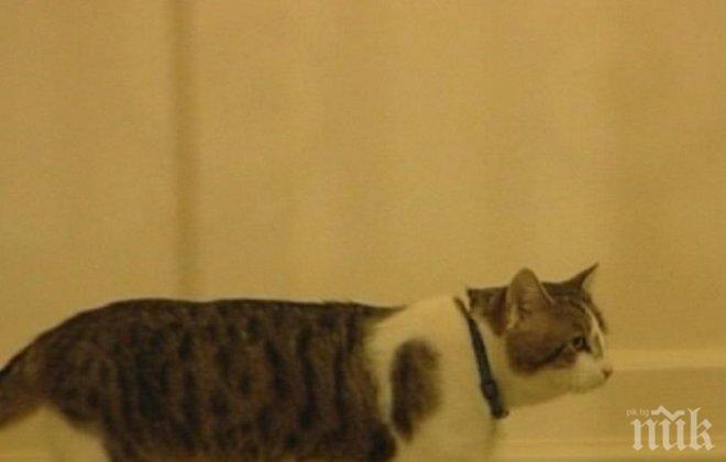 Каква ще е съдбата на котарака Лари на Даунинг стрийт 10?