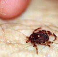 Напаст! Кърлежи и комари докараха лаймска болест и марсилска треска в Пловдив