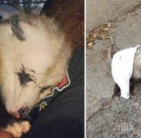 Бременен опосум лежи по средата на пътя и всичко изглежда е към своя край, докато...