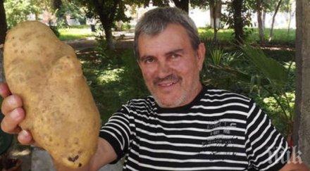 мутирал картоф извадиха санданско село