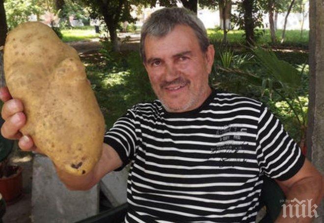 Мутирал картоф извадиха в санданско село