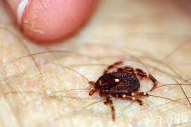 Напаст! Кърлежи и комари докараха лаймска болест и марсилска треска в Пловдив
