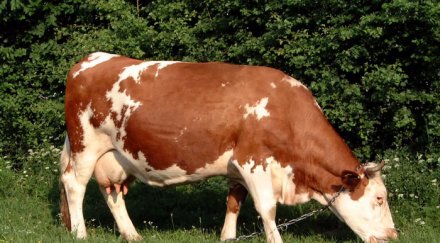 свиха техника 1500 кравеферма