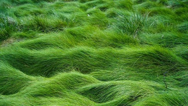 Китайци си боядисаха тревата, за да е по-зелена