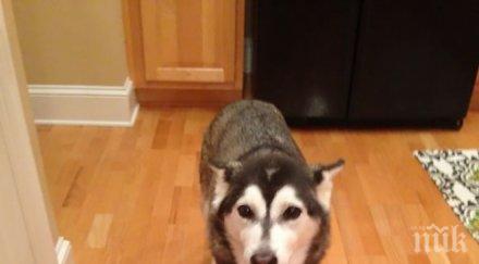 животни изглеждат точно две капки вода уникални