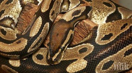 мъж опита качи самолет питона чорапите