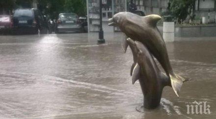 туристи ужас мъртви делфинчета изплуваха черно море