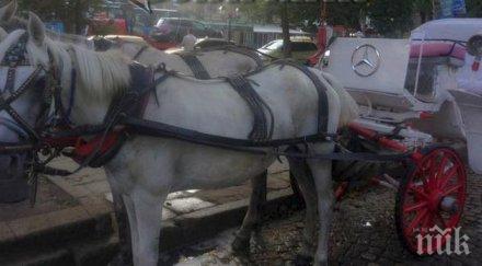 бял мерцедес конски сили преследва туристите морето