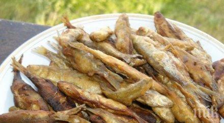 скандал рибата морето прясна скъпа