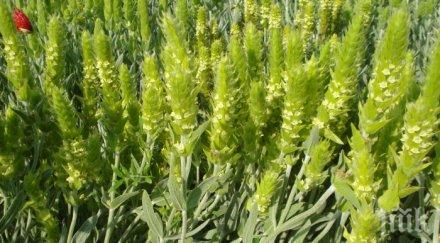 спипаха бракониери брали мурсалски чай