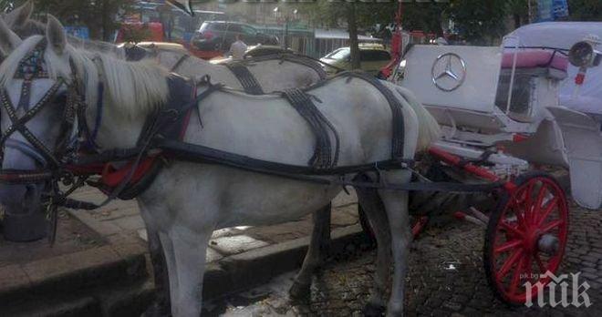 Бял Мерцедес с 2 конски сили преследва туристите по морето