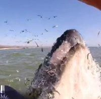 УНИКАЛНО ВИДЕО! Сърфистка се блъска в гърбат кит