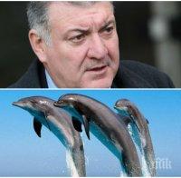 Комисар Георги Костов: Делфините в Черно море са починали от удавяне
