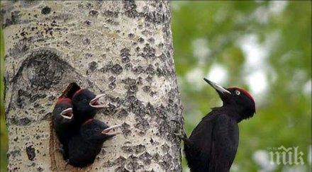 съди черния кълвач