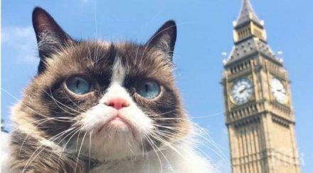известната котка света обиколи лондон