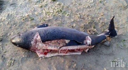 гранична полиция вече проверява рибарите черно море