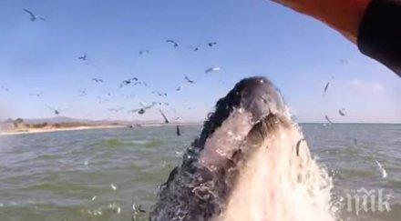 уникално видео сърфистка блъска гърбат кит