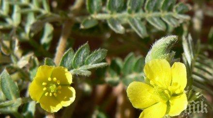 еликсир петрички лечител спасява човешкото сърце дни