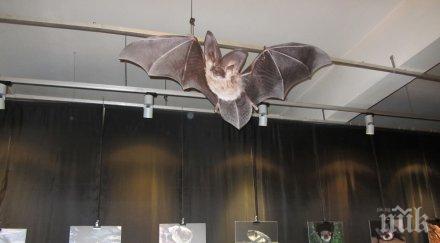 първо пик ужасяваща напаст софия прилепи напълниха пирогов ухапани сеят страшни зарази снимки