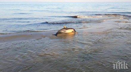 рибари разкриха причината масовия мор делфините детонация бомби морето