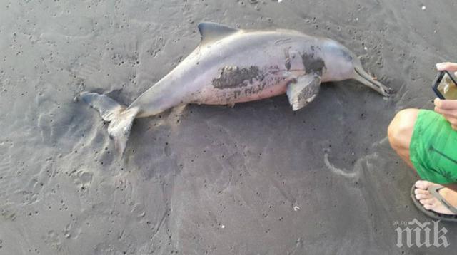 ПИК TV: Василева: Намерените мъртви делфини по Черноморското крайбрежие са 108
