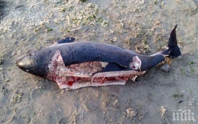 Гранична полиция вече проверява рибарите в Черно море 